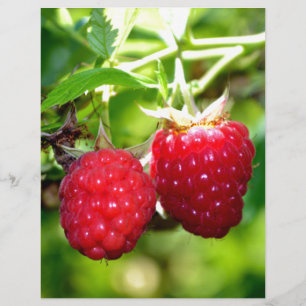 Elegante klassische Himbeeren