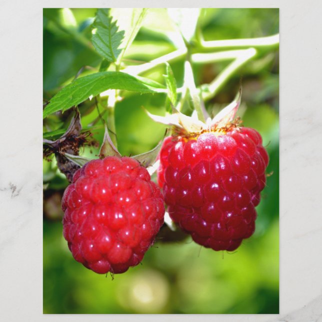 Elegante klassische Himbeeren (Vorderseite)