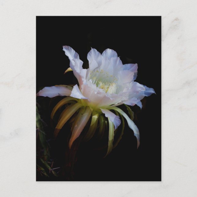 Elegante Königin der Nachtkaktus-Blume Postkarte (Vorderseite)