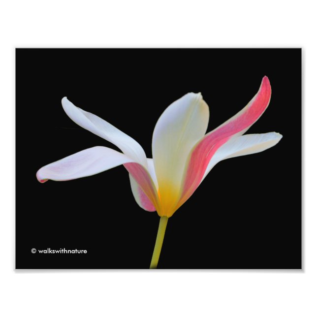 Elegante Lady Tulip White Pink Blume Fotodruck (Vorne)