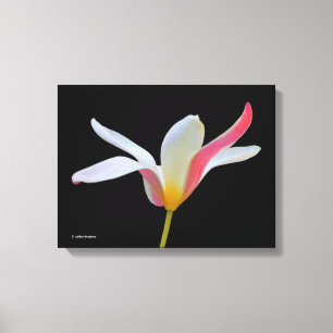 Elegante Lady Tulip White Pink Blume Leinwanddruck