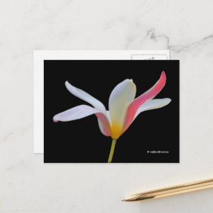 Elegante Lady Tulip White Pink Blume Postkarte