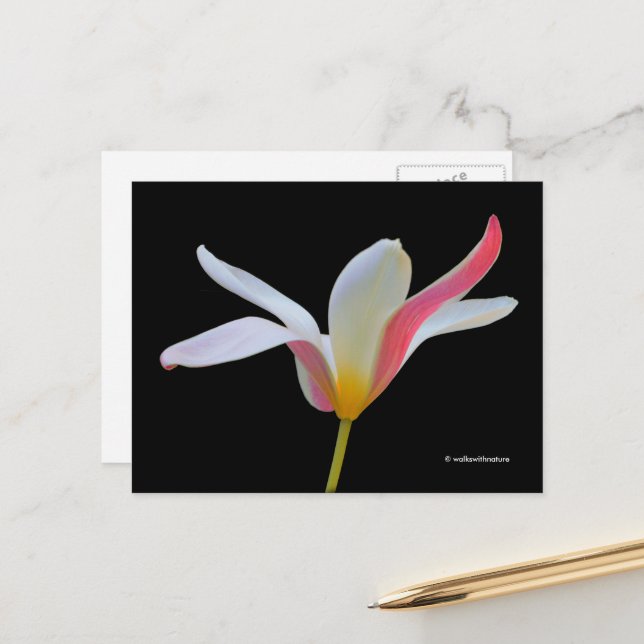 Elegante Lady Tulip White Pink Blume Postkarte (Vorderseite/Rückseite Beispiel)