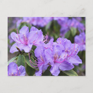 elegante lila Azaleenblüten, 杜鹃花 Postkarte