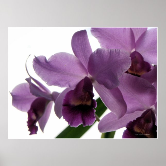 Elegante Lila Cattleya Orchids Poster (Vorne)