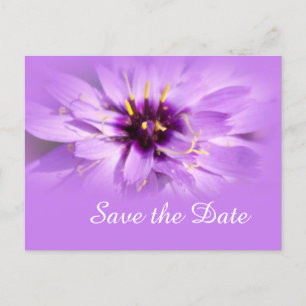 Elegante lila Gänseblümchen-Blume Save-the-Date-Po Ankündigungspostkarte