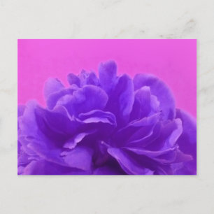 Elegante lila Himbeer-Blumen Postkarte