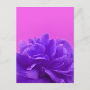 Elegante lila Himbeer-Blumen Postkarte