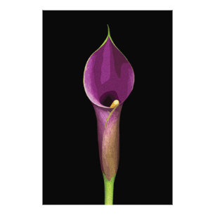 Elegante Lila Lily Illustration Fotodruck