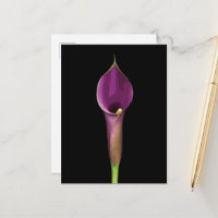 Elegante Lila Lily Illustration