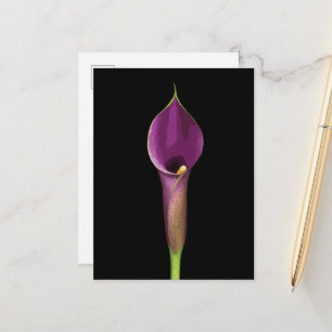 Elegante Lila Lily Illustration Postkarte
