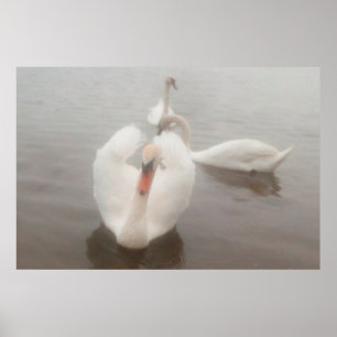 Elegante moderne Aquarellkunst Schwäne an der Dona Poster