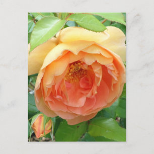 Elegante Orange Blush Rose Postkarte