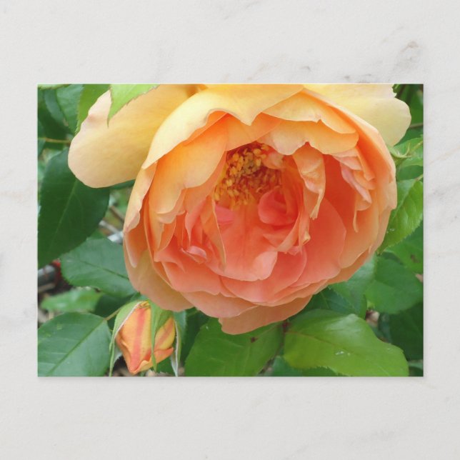 Elegante Orange Blush Rose Postkarte (Vorderseite)