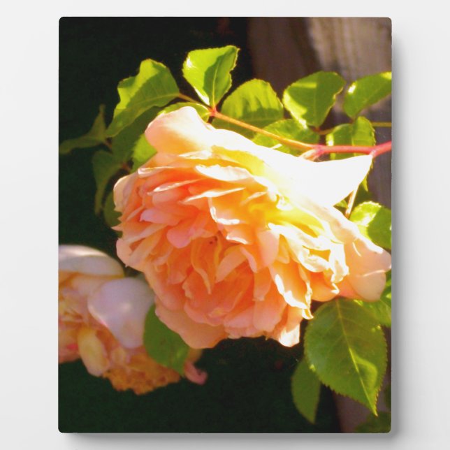 Elegante orange-gelbe Pfirsichblumen Rose Fotoplatte (Vorderseite)