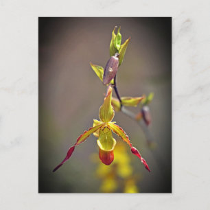Elegante orange-orchide botanische Blume Feiertagspostkarte