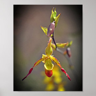 Elegante orange-orchide botanische Blume Poster
