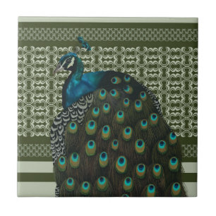 Elegante Peacock Bird Bird Liebhaber Fliese