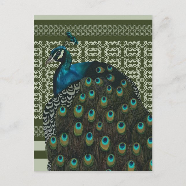 Elegante Peacock Bird Bird Liebhaber Postkarte (Vorderseite)