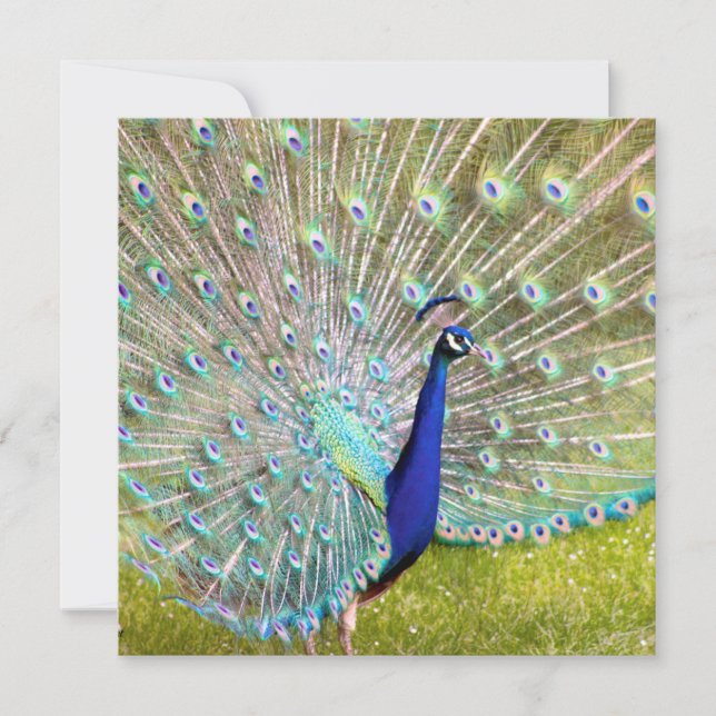 Elegante Peacock Bird Fotograf Karte (Vorderseite)