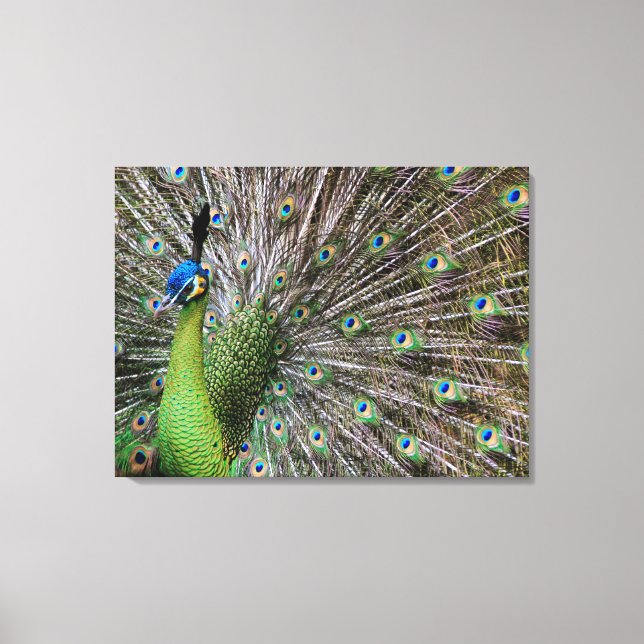 Elegante Pfauen-Vogel- und Feder-Kunst Leinwanddruck (Vorderseite)