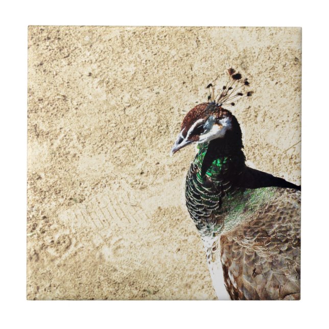 Elegante Pfauen-Vogel- und Federkunst Fliese (Vorderseite)