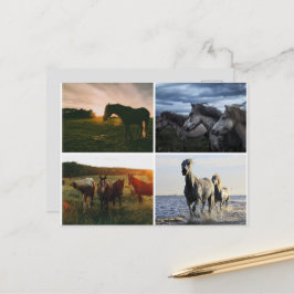 ELEGANTE PFERDE POSTKARTE