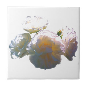 Elegante, pfirsichorange Rose Fliese