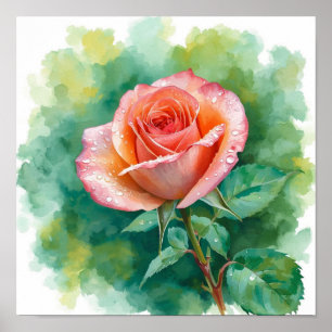 Elegante Pfirsichrose im Morgentau: Ein lebendiges Poster