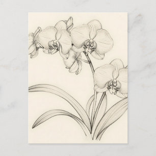 Elegante Phalaenopsis-Orchideen-Linienkunst Postkarte