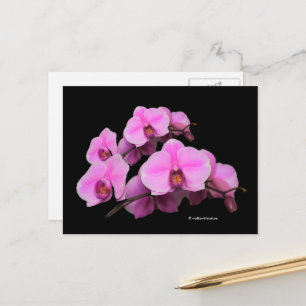 Elegante Pink-Orchideen Phalaenopsis auf schwarz Postkarte