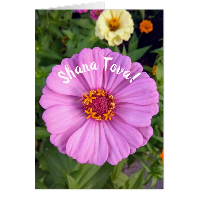 Elegante Pink Zinnia Blume Rosh Hashanah Card (Vorne)