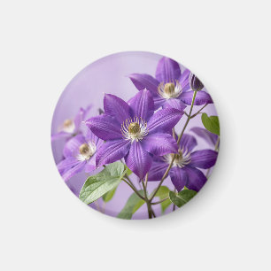 Elegante purpurfarbene Clematis-Blütenpracht Magnet