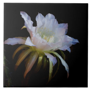 Elegante Queen-of-the-Night-Cactus-Blume Fliese