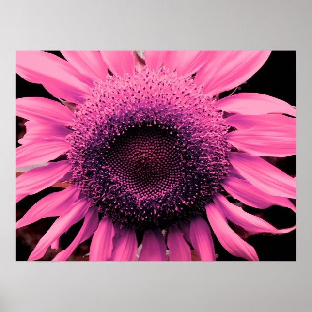 Elegante rosa Blume Sonnenblumen Rosa Blume Poster (Vorne)