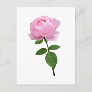 Elegante rosa Blüte Postkarte