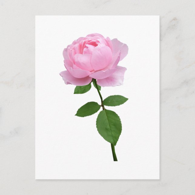 Elegante rosa Blüte Postkarte (Vorderseite)