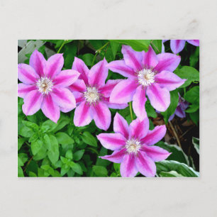 Elegante Rosa Blütengrün Postkarte