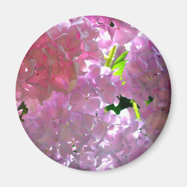 Elegante Rosa Boho Blumen Blume Hydrangeas Magnet (Vorne)