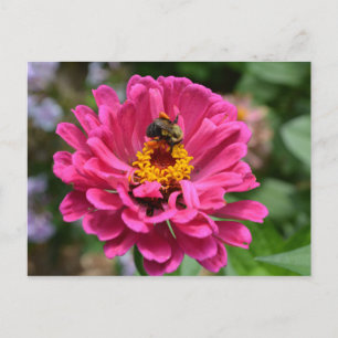 Elegante rosa florale Chrysantheme Gänseblümchen H Postkarte