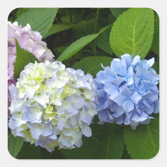 Elegante, rosa, lila-blaue Hydrangeas-Blumen Quadratischer Aufkleber (Vorderseite)