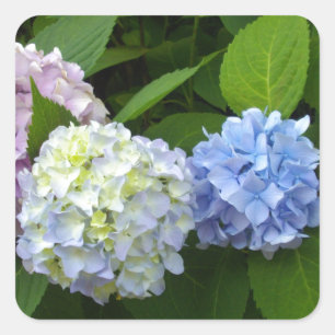 Elegante, rosa, lila-blaue Hydrangeas-Blumen Quadratischer Aufkleber