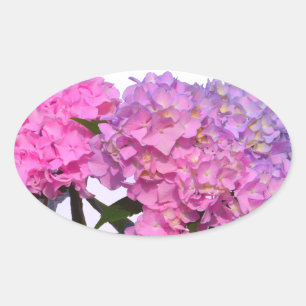 Elegante, rosa, lila Blumendörfchen Hydrangeas Ovaler Aufkleber