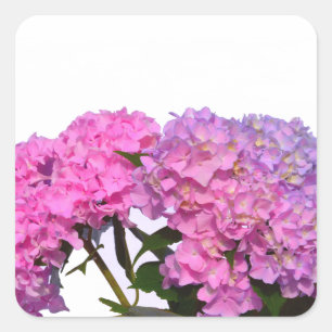 Elegante, rosa, lila Blumendörfchen Hydrangeas Quadratischer Aufkleber