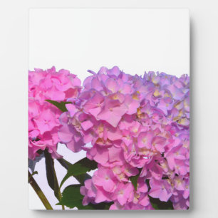 Elegante, rosa, lila, blumenreiche Hydrangeas Fotoplatte