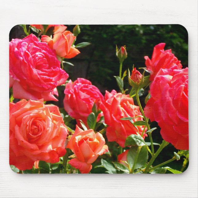 Elegante, rosa, orangefarbene Rose Mousepad (Vorne)