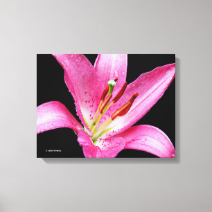 Elegante Rosa Orientalische Lily Lilium Stargazer  Leinwanddruck