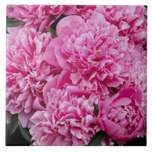 Elegante rosa Pfingstrose, ästhetisches Blumenfoto Fliese