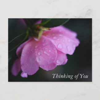 Elegante rosa Rose Nah hoch mit tauben Gedanken Feiertagspostkarte