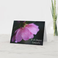 Elegante Rosa Rose Nah hoch mit Tauw-Beileid